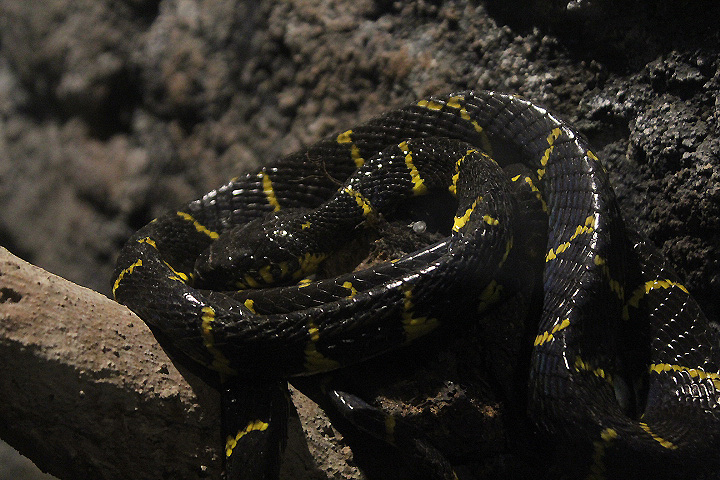 Western gold-ringed cat snake (Boiga melanota) - Suraloka Interactive Zoo