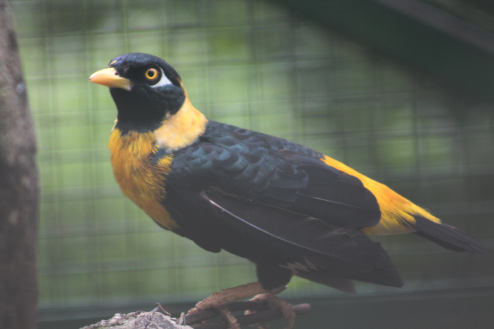 Western golden myna (Mino anais anais) - Bird Park