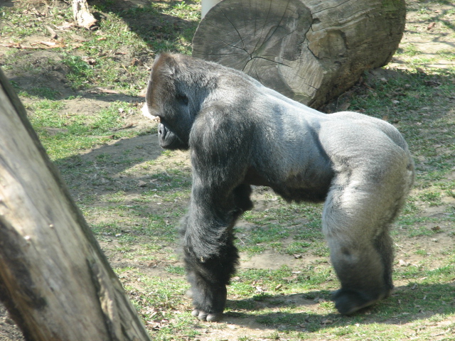 Western gorilla Djumbah