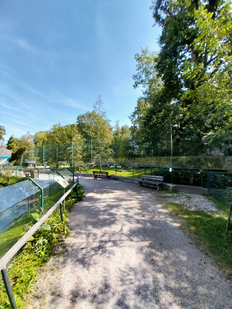 Western gorilla enclosure