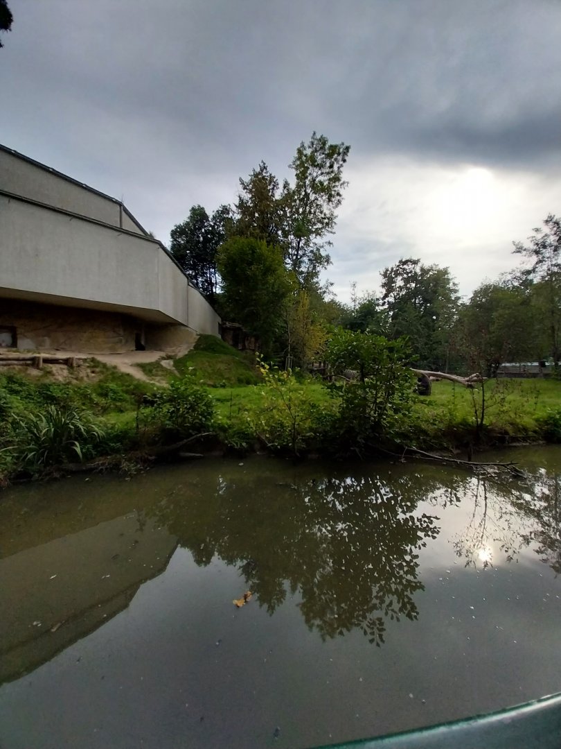 Western gorilla enclosure
