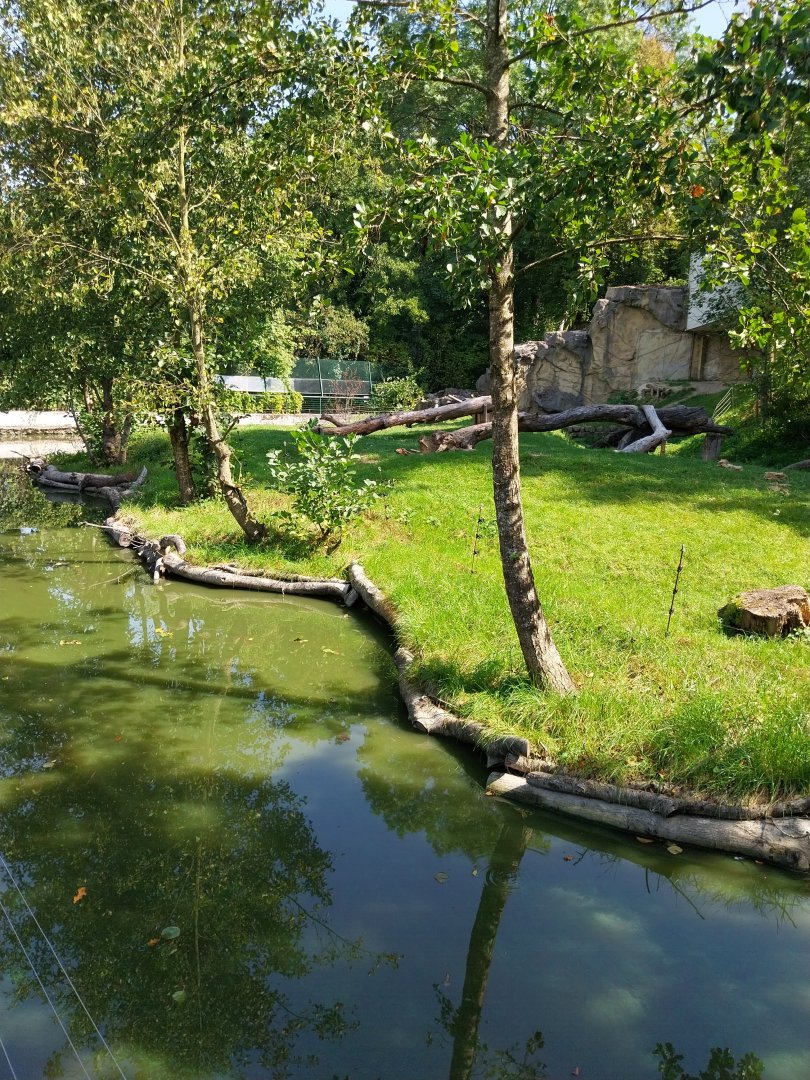 Western gorilla enclosure