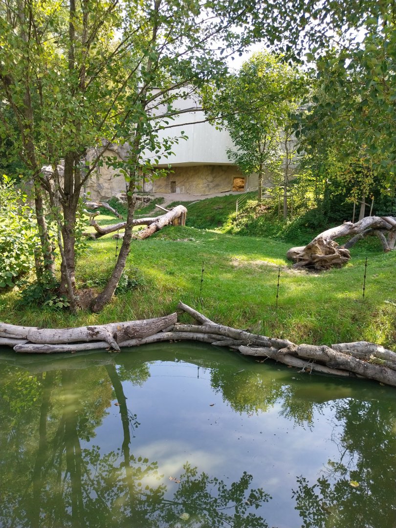 Western gorilla enclosure