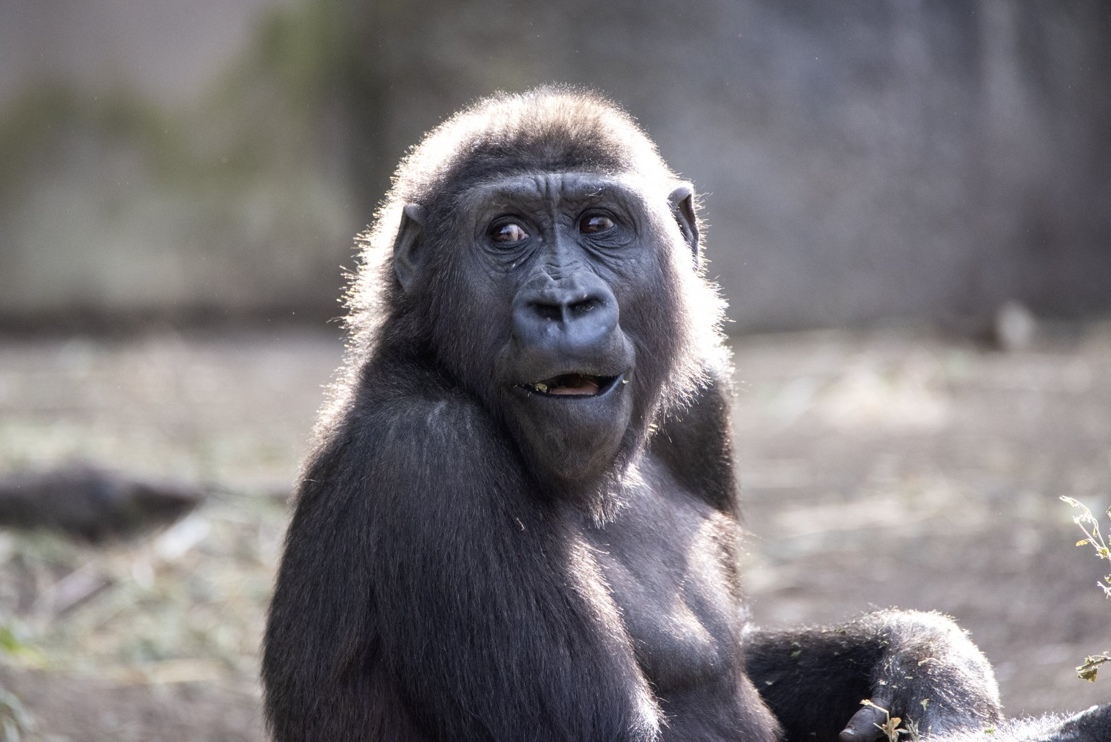 Western gorilla 'Fabumi'