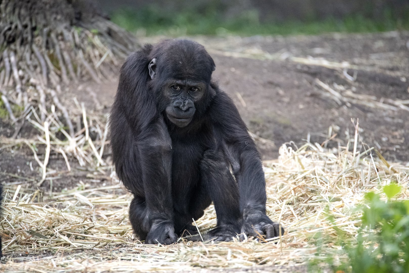 Western gorilla 'Fikiri'