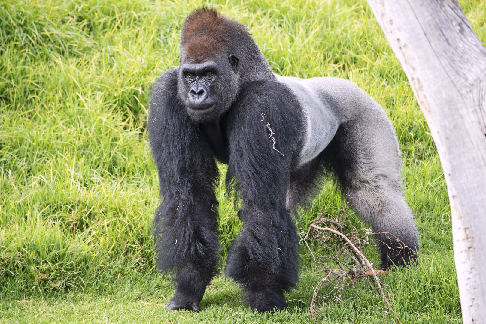 Western gorilla 'Ganyeka/Ghubari'