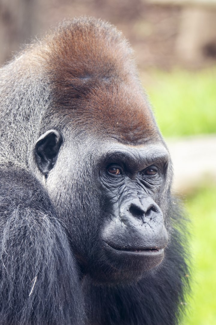 Western gorilla 'Ganyeka/Ghubari'