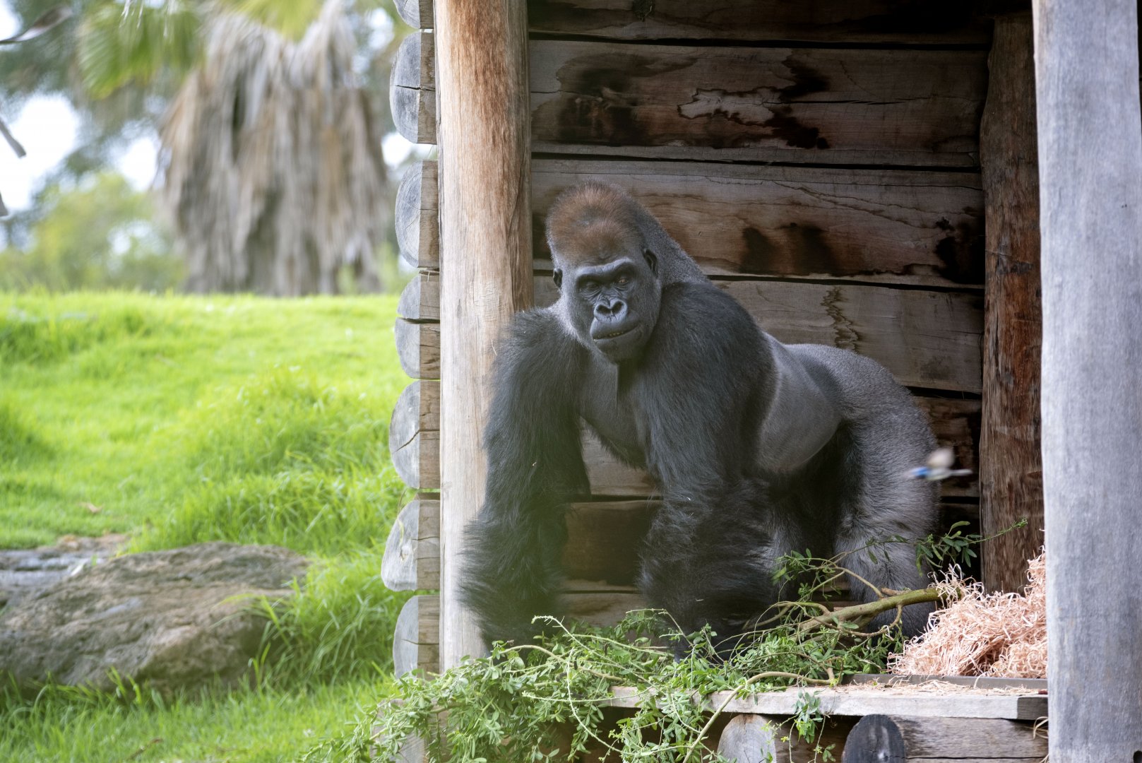 Western gorilla 'Ganyeka/Ghubari'