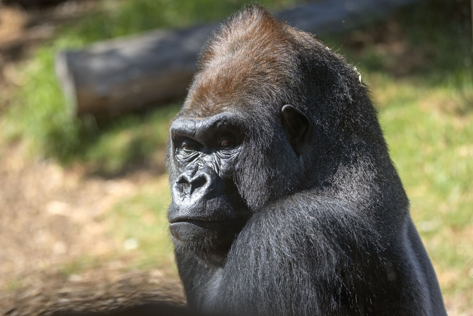 Western gorilla 'Ganyeka'