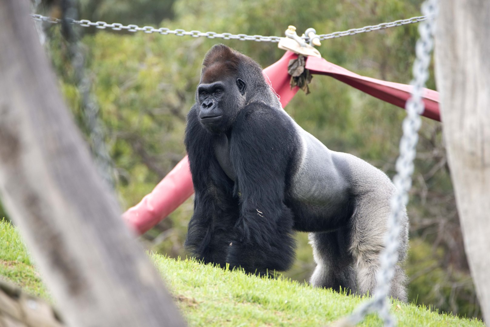Western gorilla 'Ganyeka'