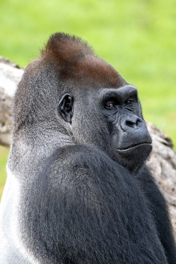 Western gorilla 'Ganyeka'