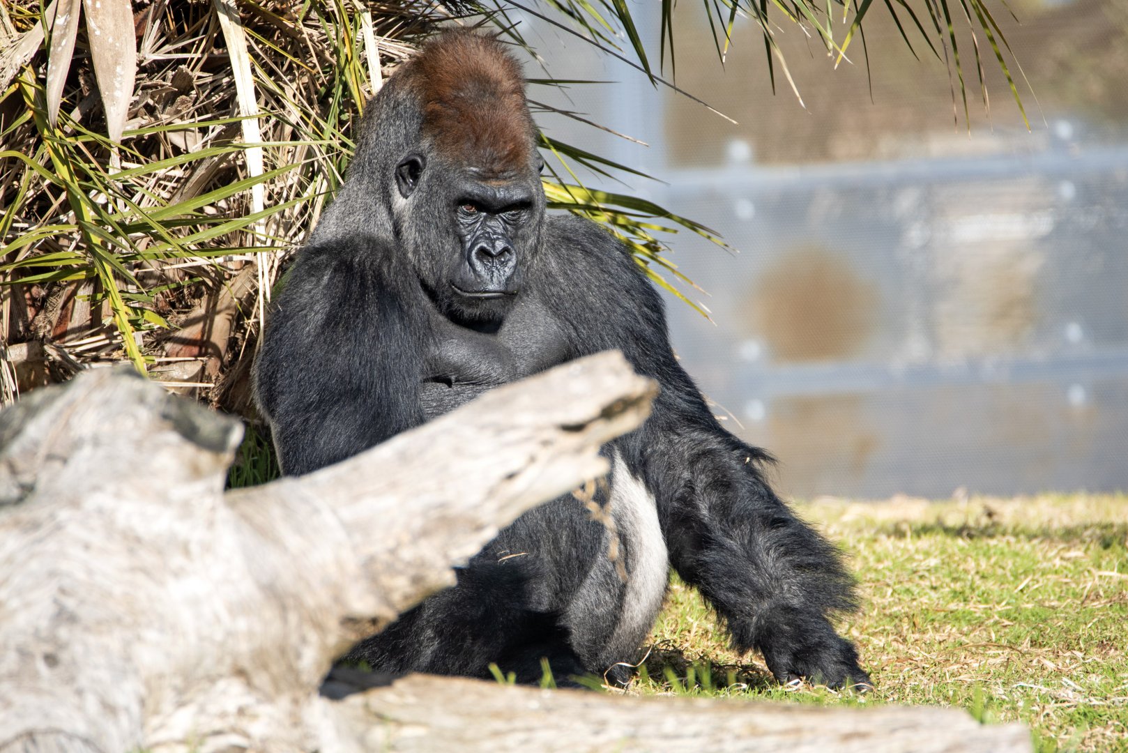 Western gorilla 'Ganyeka'