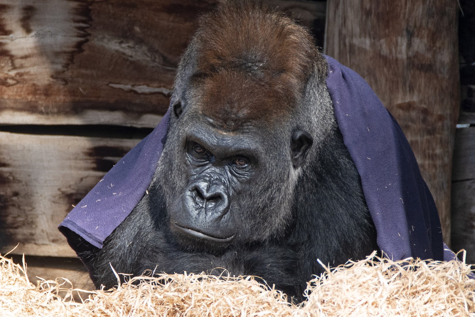 Western gorilla 'Ganyeka'