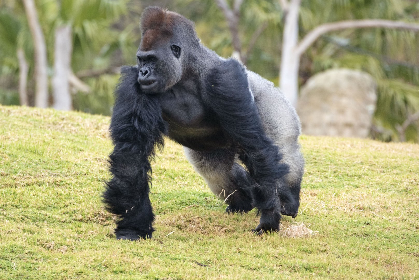 Western gorilla 'Ganyeka'