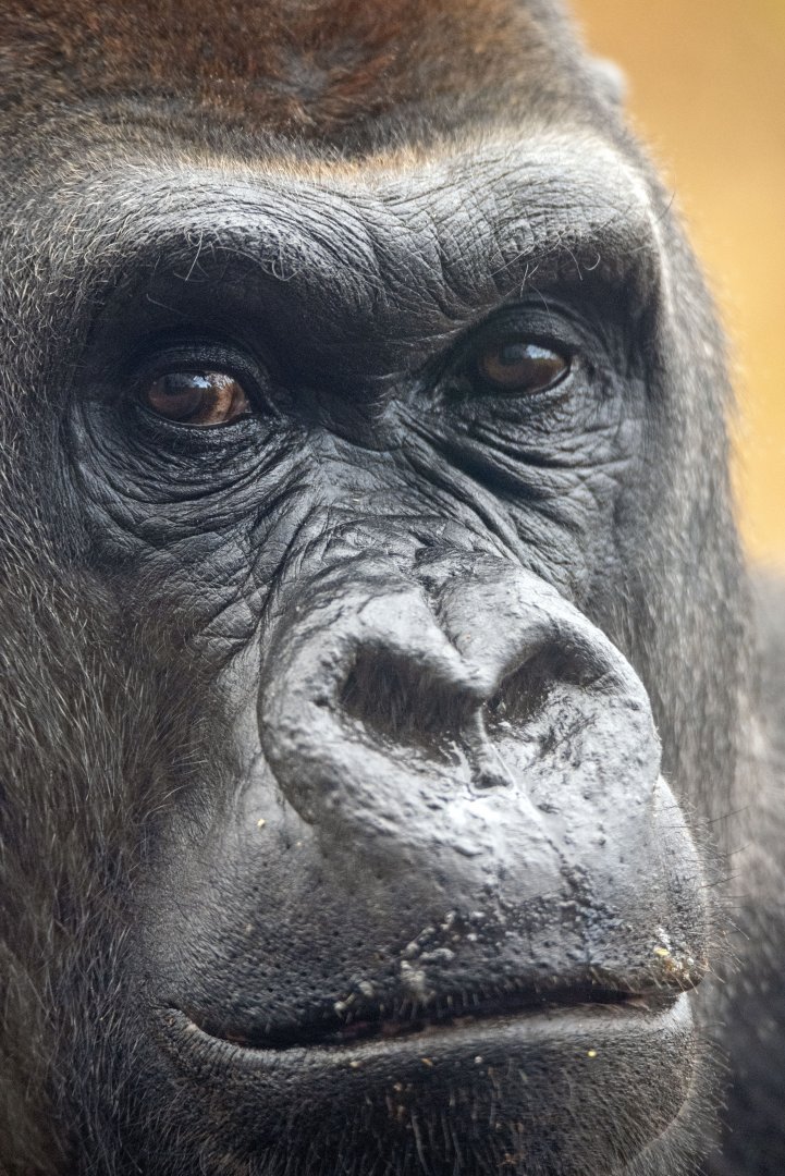 Western gorilla 'Ganyeka'