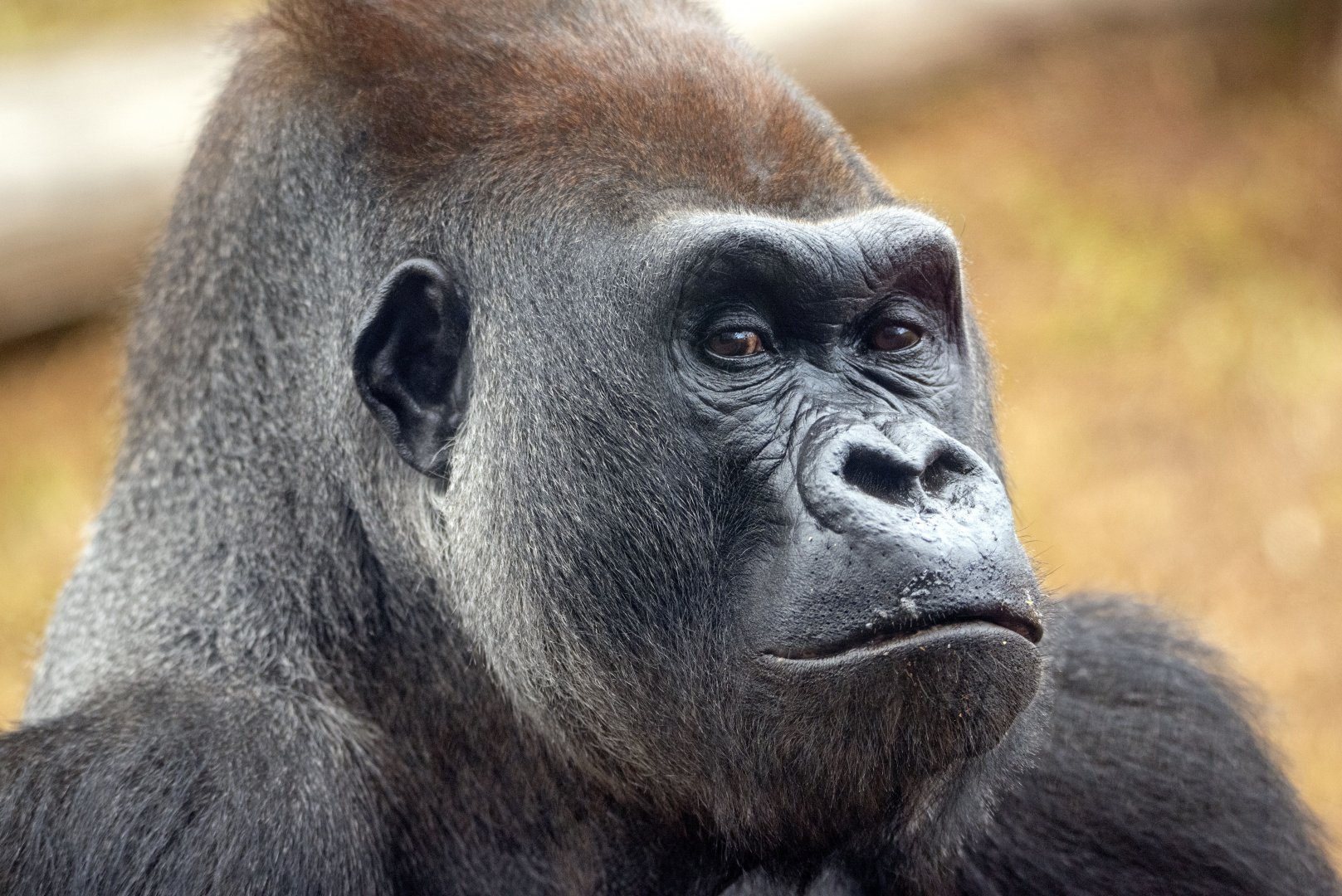 Western gorilla 'Ganyeka'