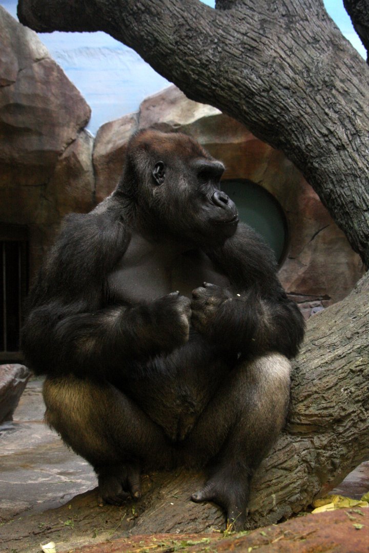 western gorilla (Gorilla gorilla) 2010