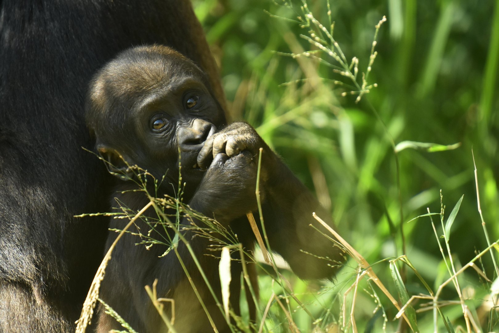 Western gorilla (Gorilla gorilla gorilla)