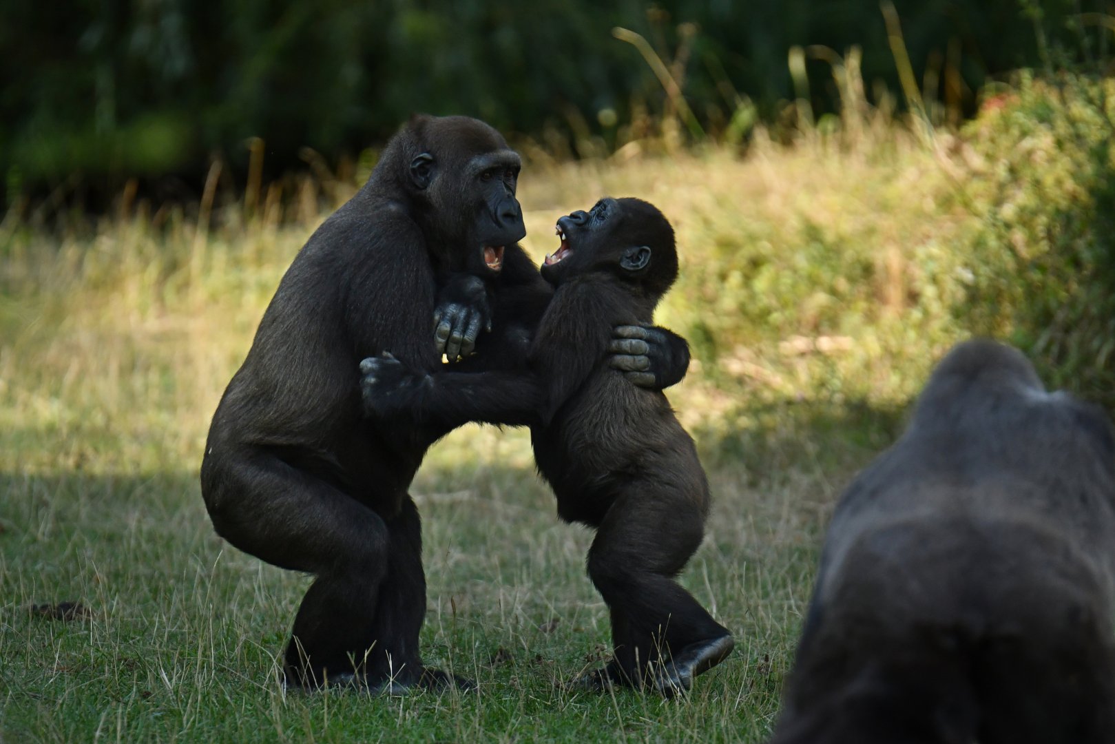 Western gorilla (Gorilla gorilla gorilla)