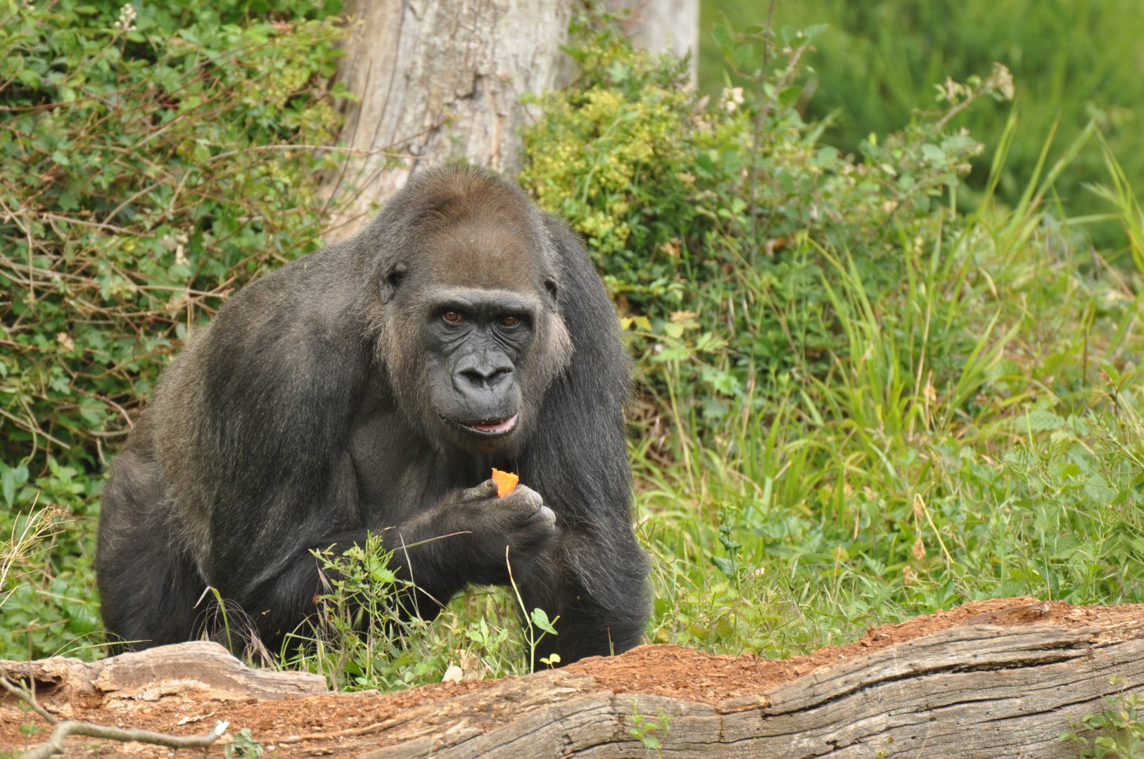 Western gorilla (Gorilla gorilla gorilla)