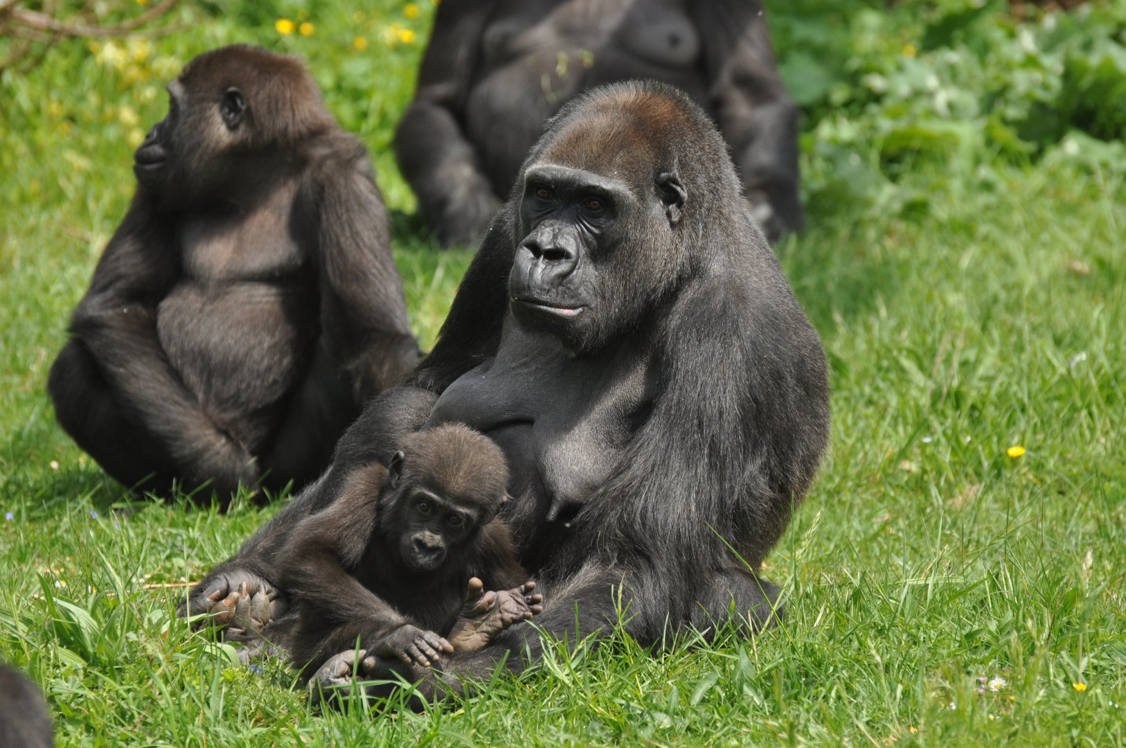 Western gorilla (Gorilla gorilla gorilla)