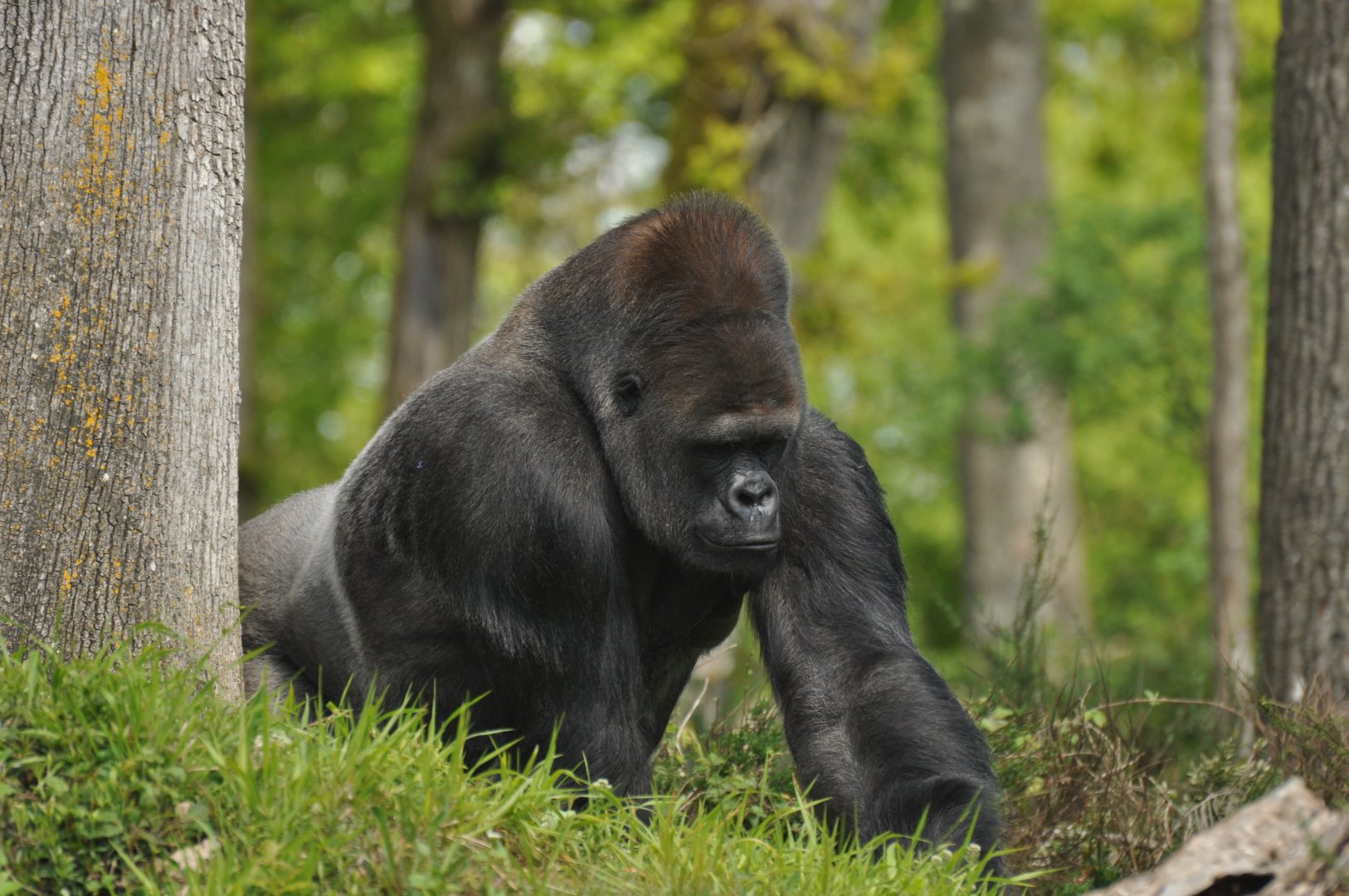 Western gorilla (Gorilla gorilla gorilla)