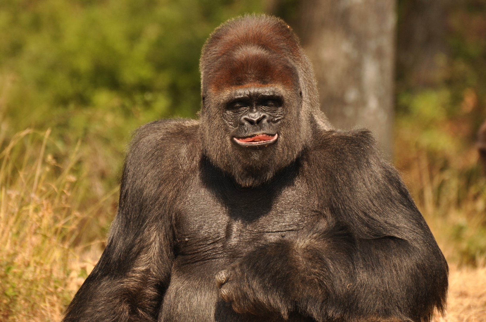 Western gorilla (Gorilla gorilla gorilla)