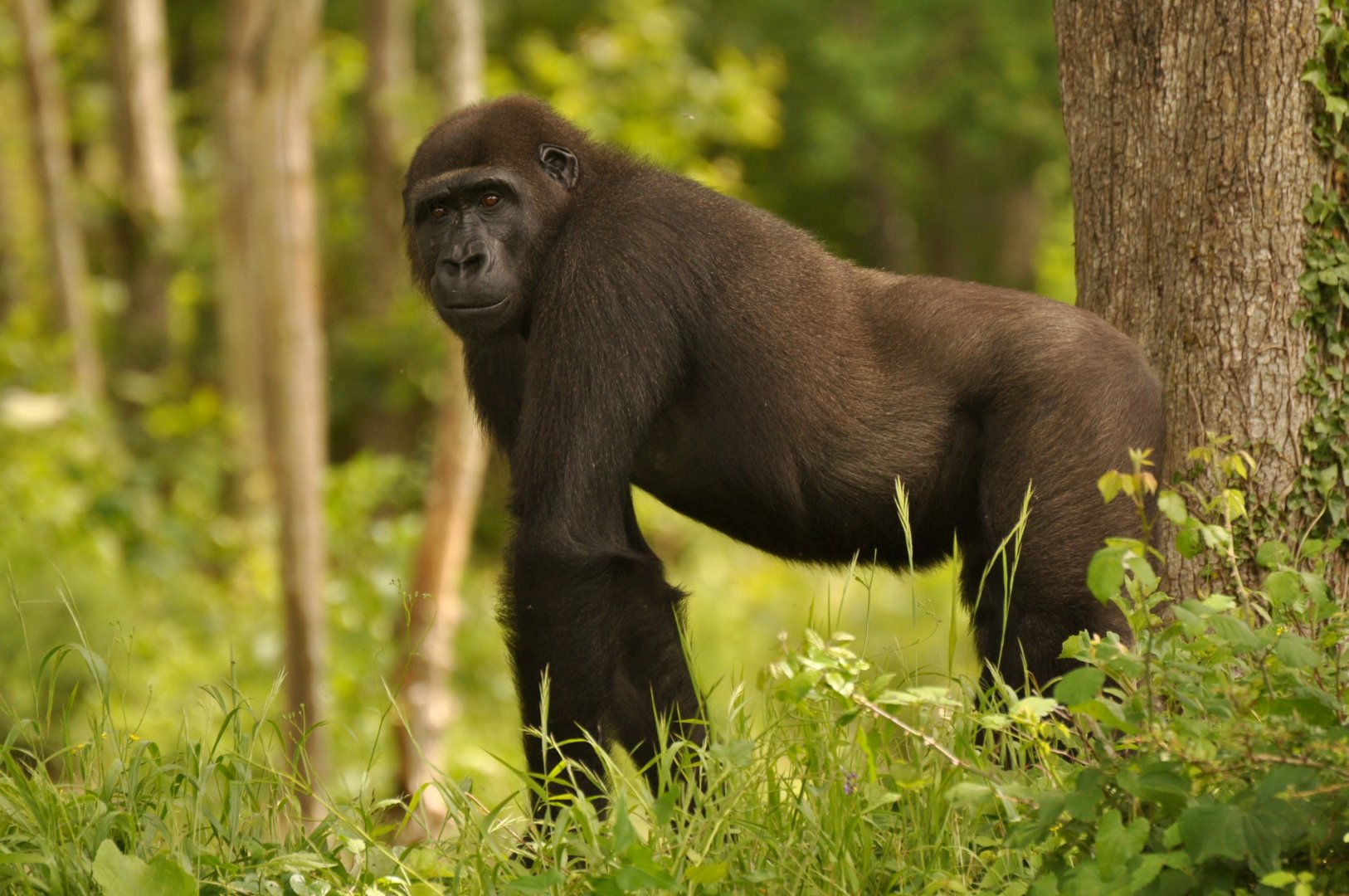 Western gorilla (Gorilla gorilla gorilla)