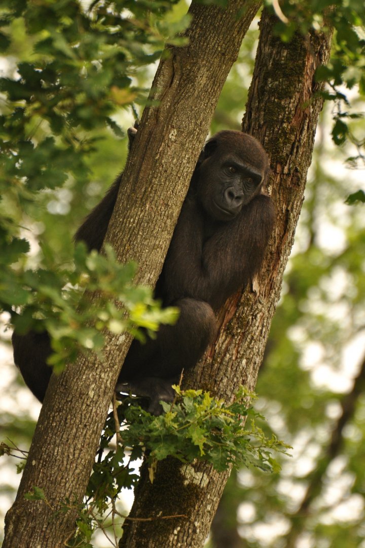 Western gorilla (Gorilla gorilla gorilla)
