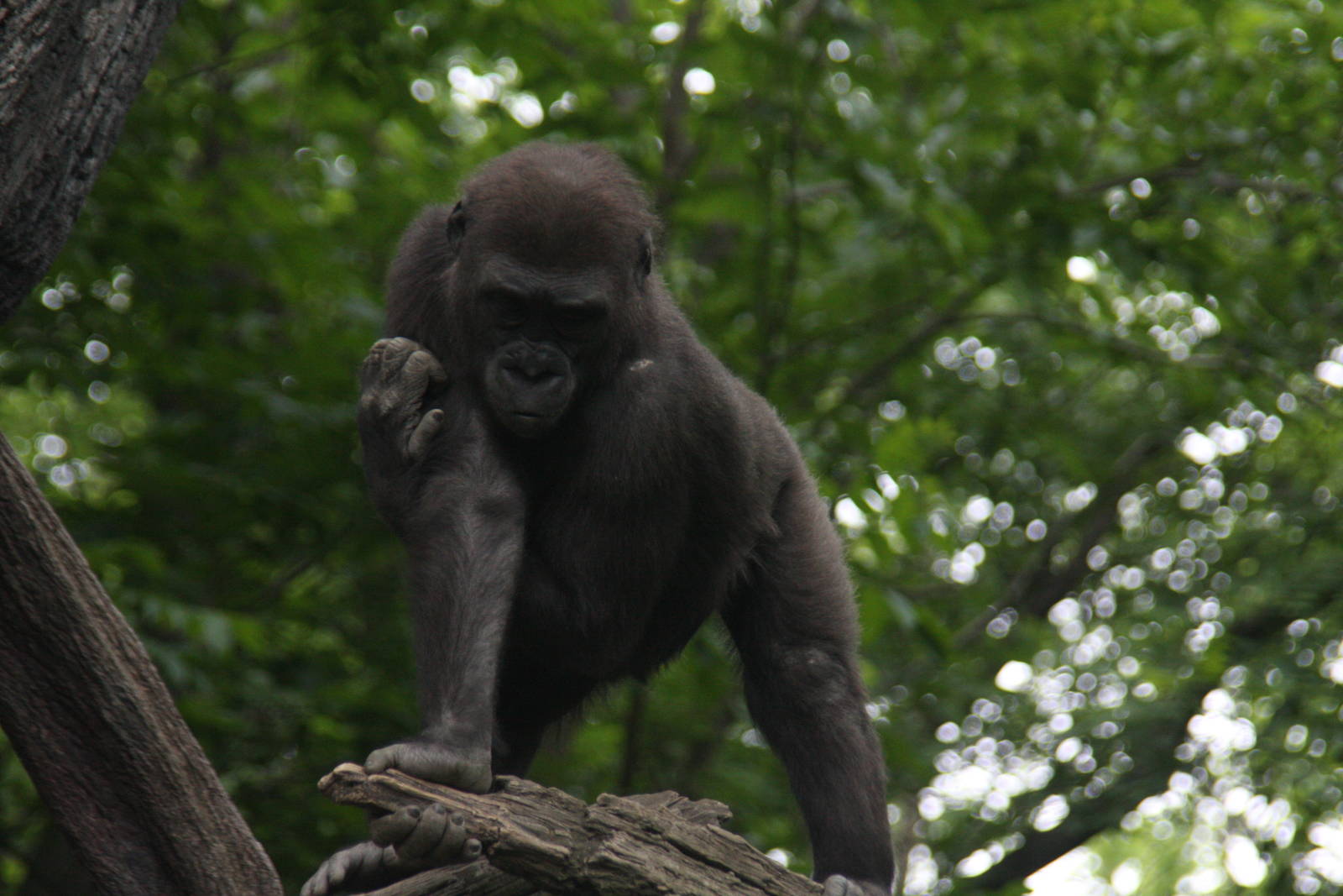 Western Gorilla (Gorilla gorilla)
