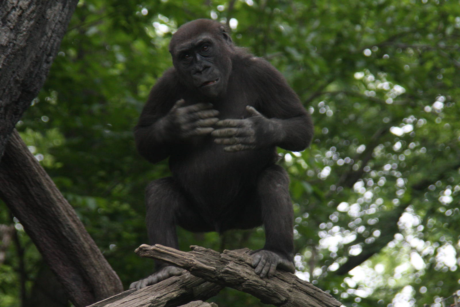 Western Gorilla (Gorilla gorilla)