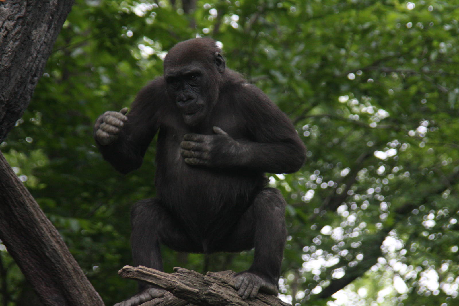 Western Gorilla (Gorilla gorilla)