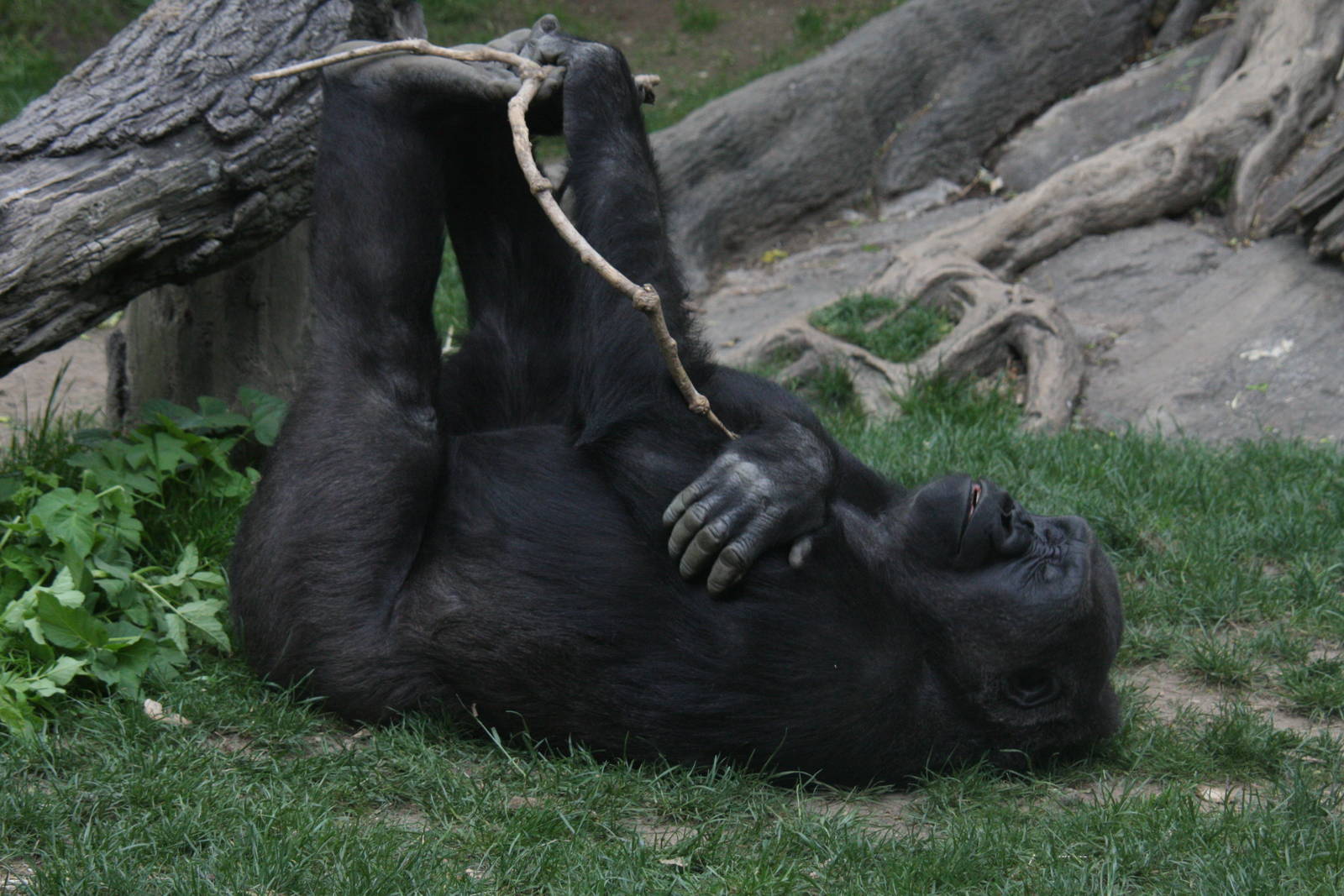 Western Gorilla (Gorilla gorilla)