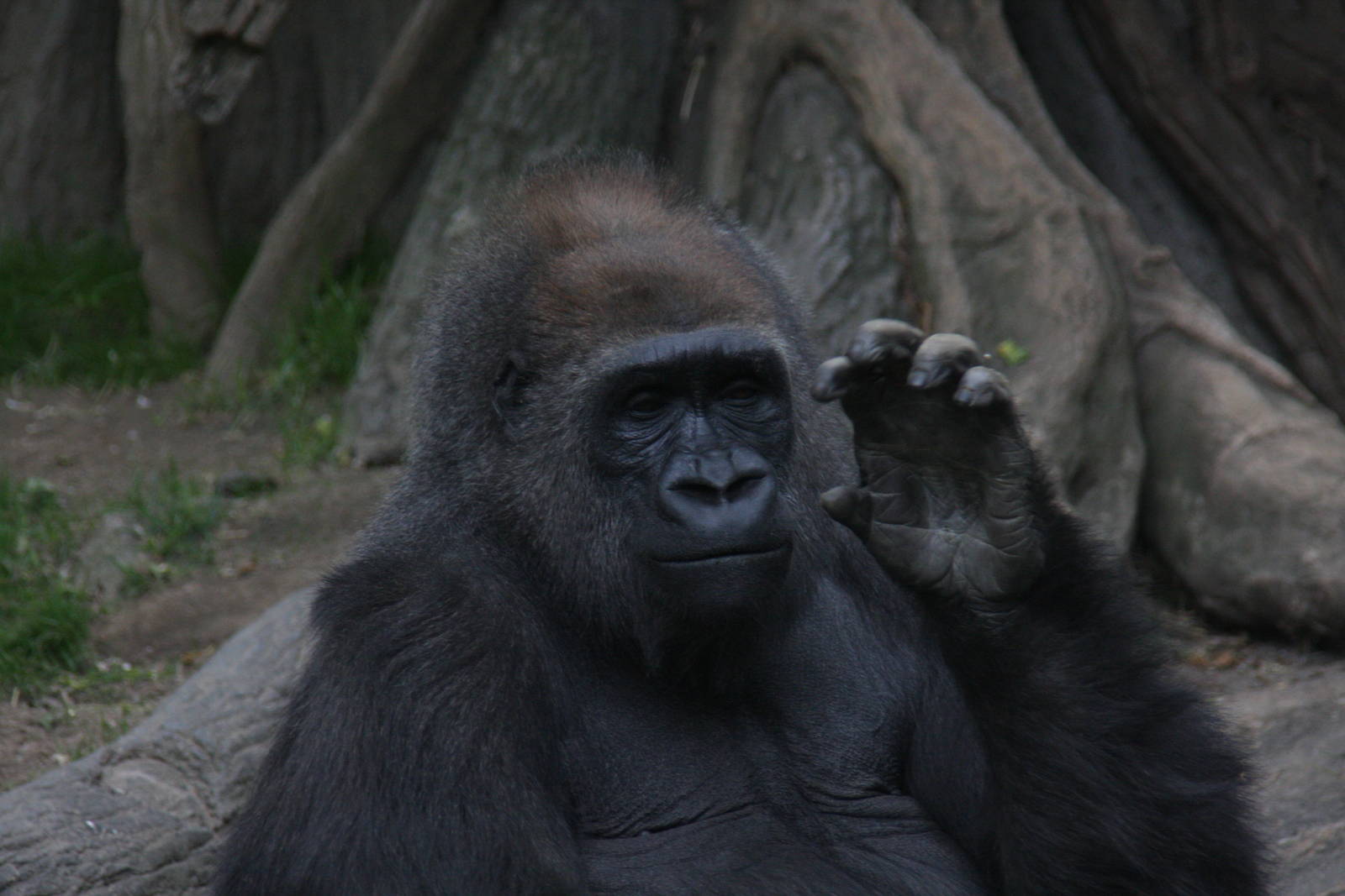 Western Gorilla (Gorilla gorilla)
