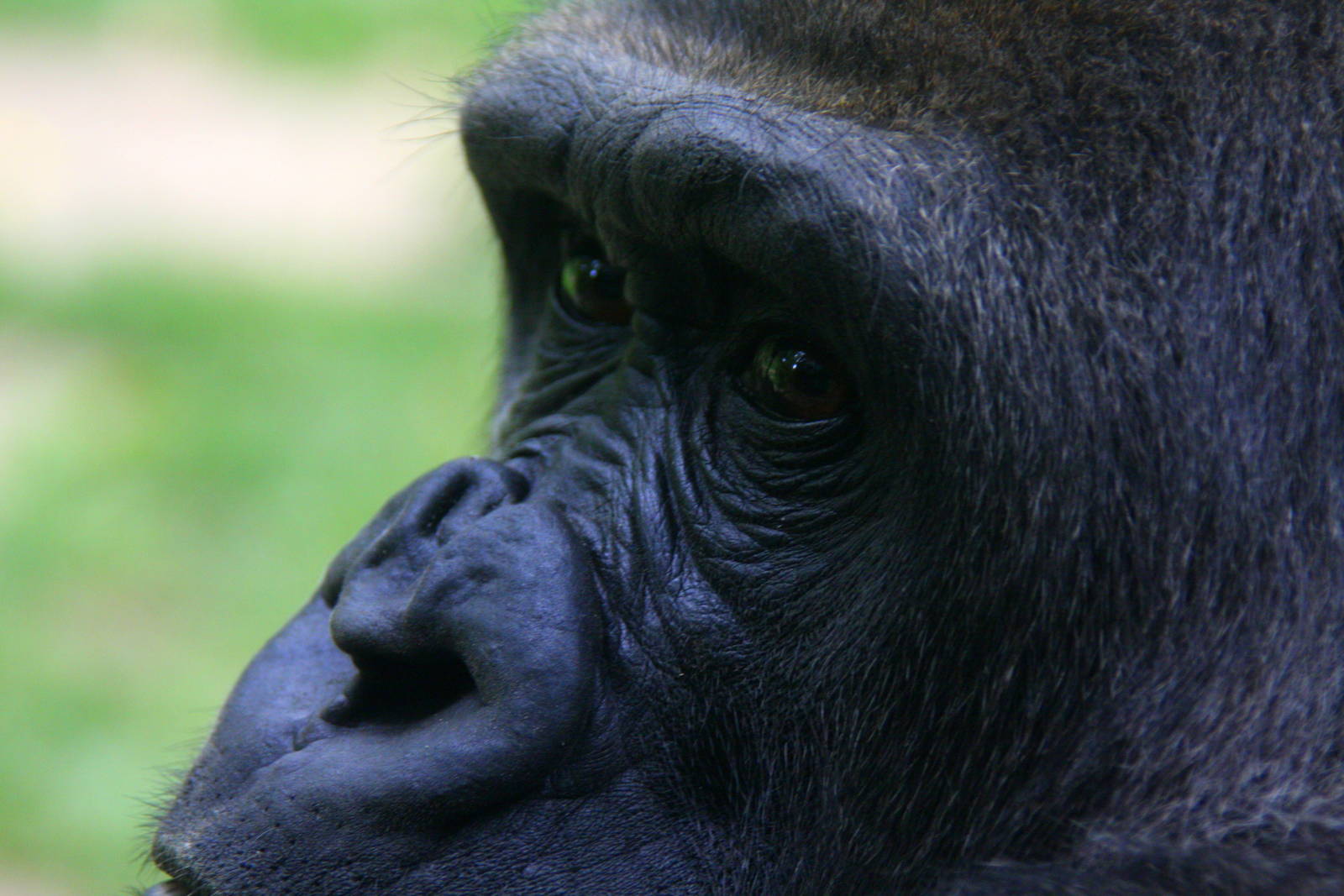 Western Gorilla (Gorilla gorilla)