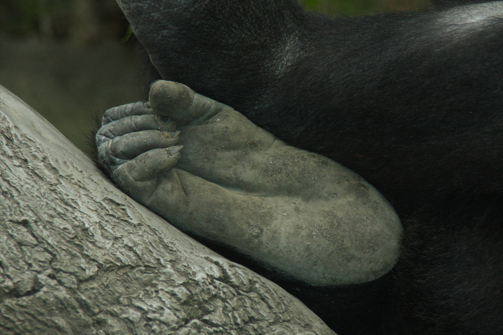 Western Gorilla (Gorilla gorilla)