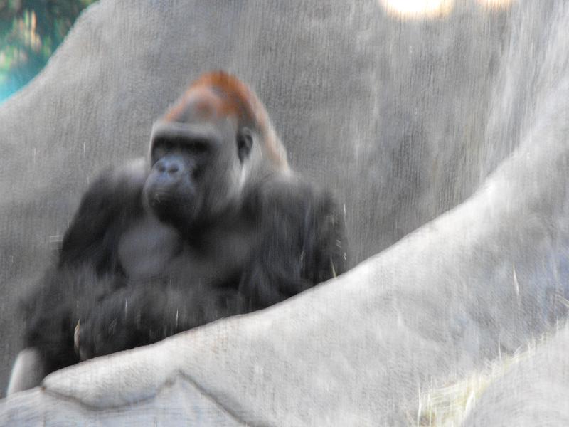Western Gorilla (Gorilla gorilla)