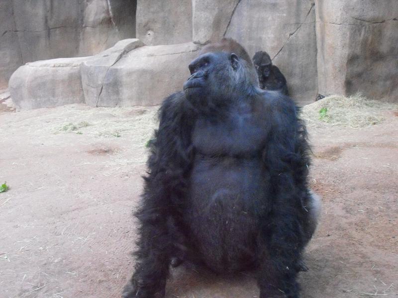 Western Gorilla (Gorilla gorilla)