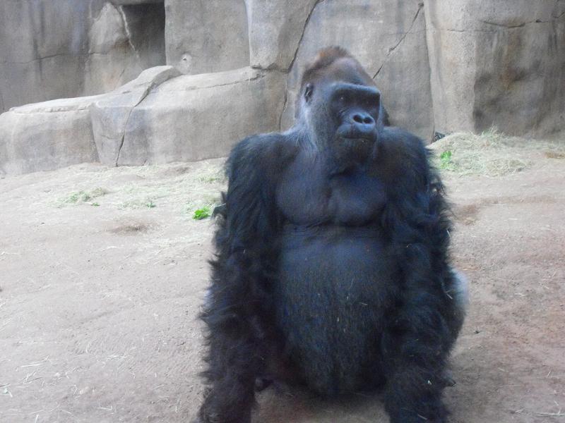 Western Gorilla (Gorilla gorilla)