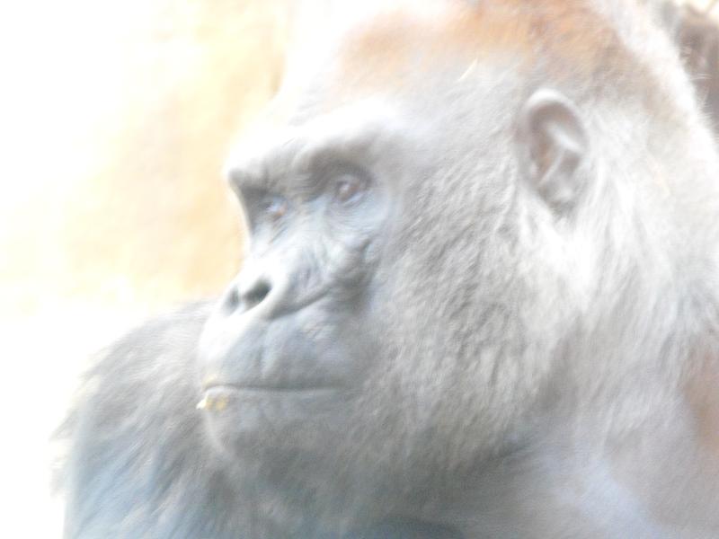 Western Gorilla (Gorilla gorilla)