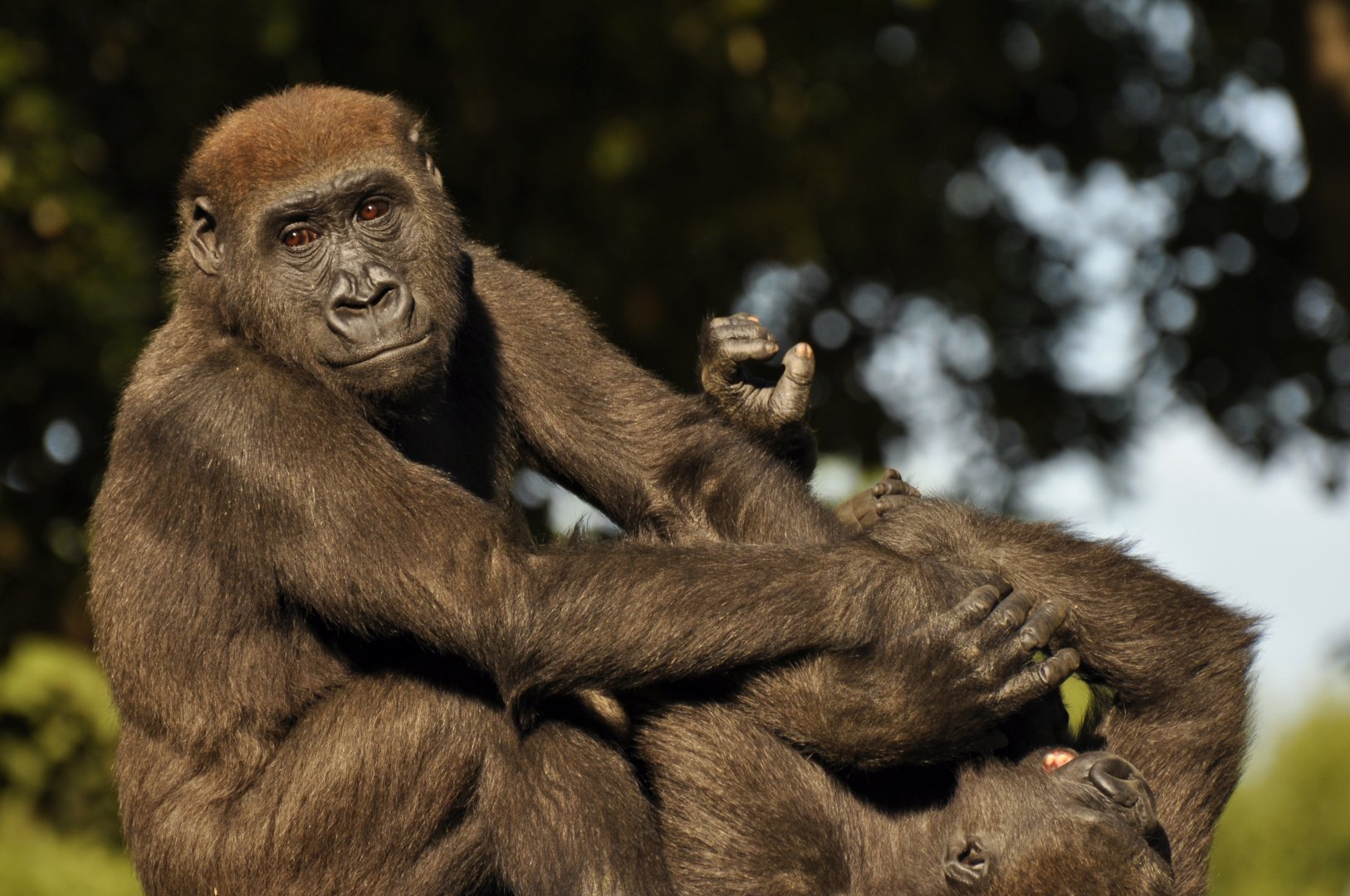 Western gorilla (Gorilla gorilla)