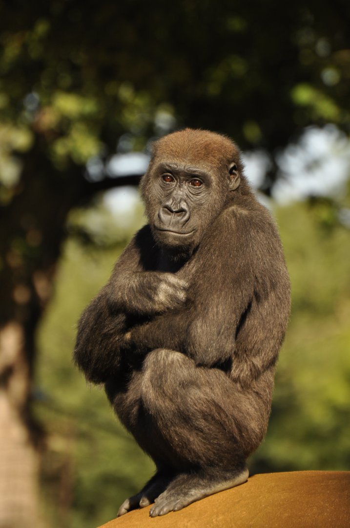 Western gorilla (Gorilla gorilla)