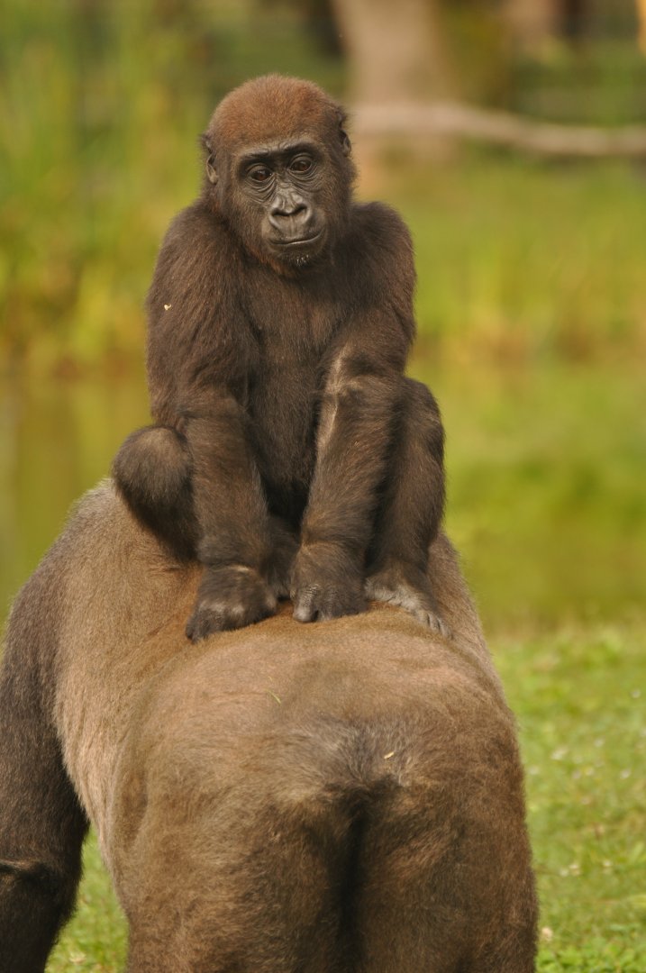 Western gorilla (Gorilla gorilla)
