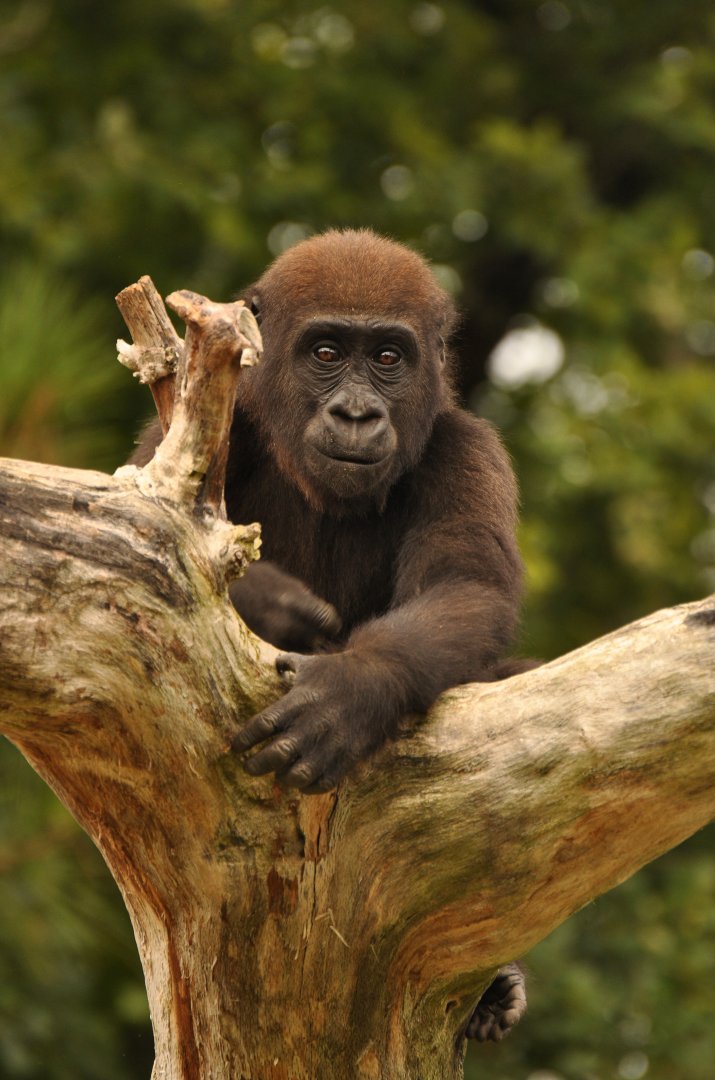 Western gorilla (Gorilla gorilla)