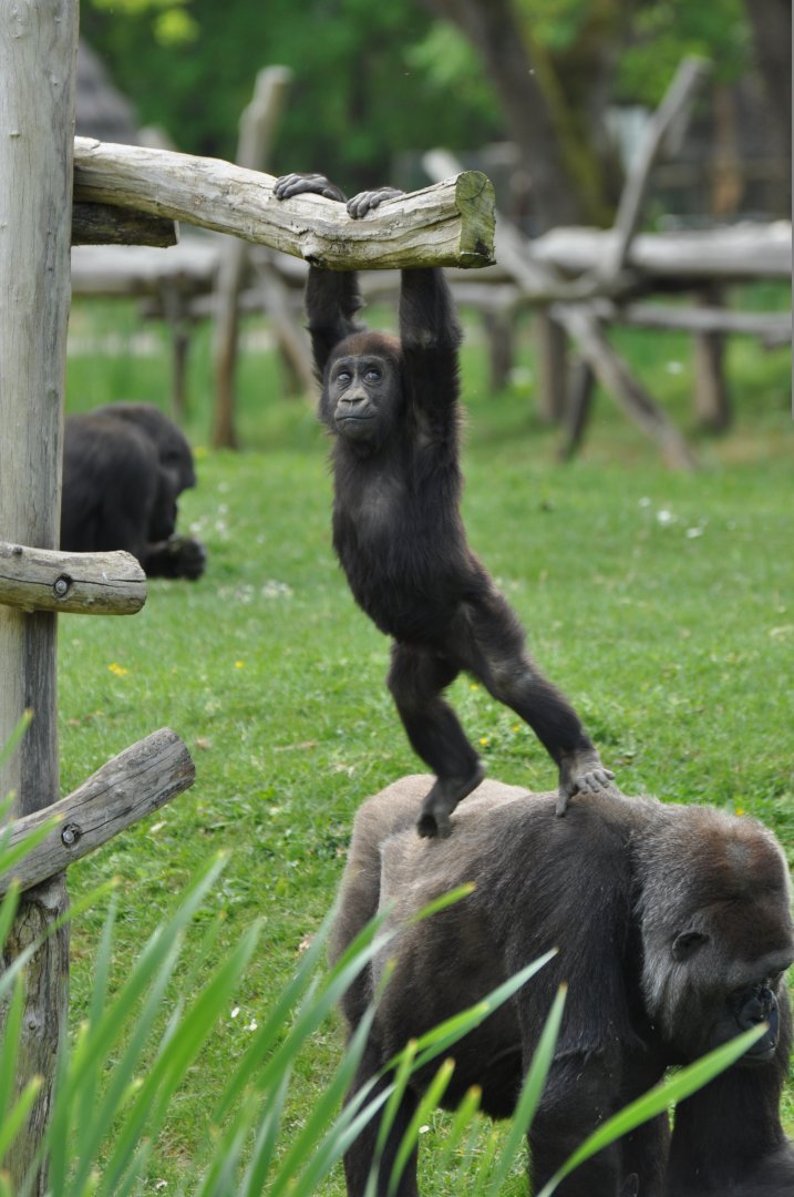 Western gorilla (Gorilla gorilla)