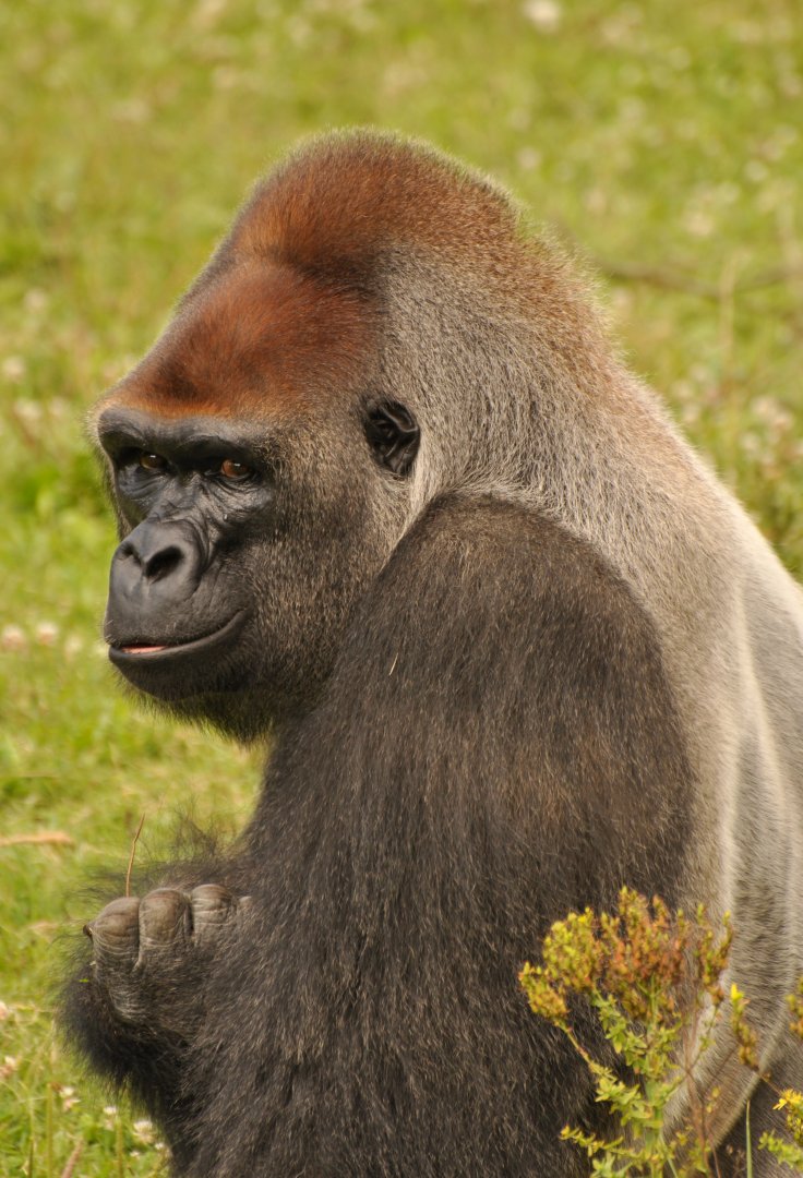 Western gorilla (Gorilla gorilla)