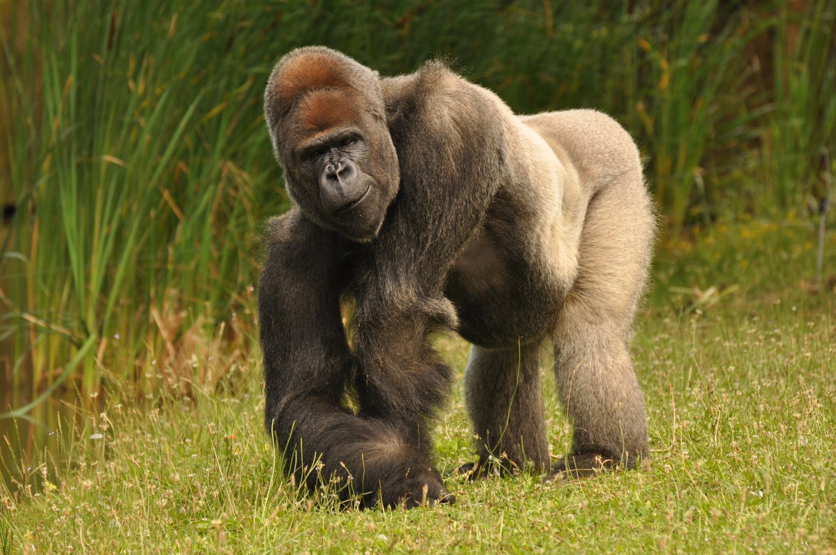 Western gorilla (Gorilla gorilla)