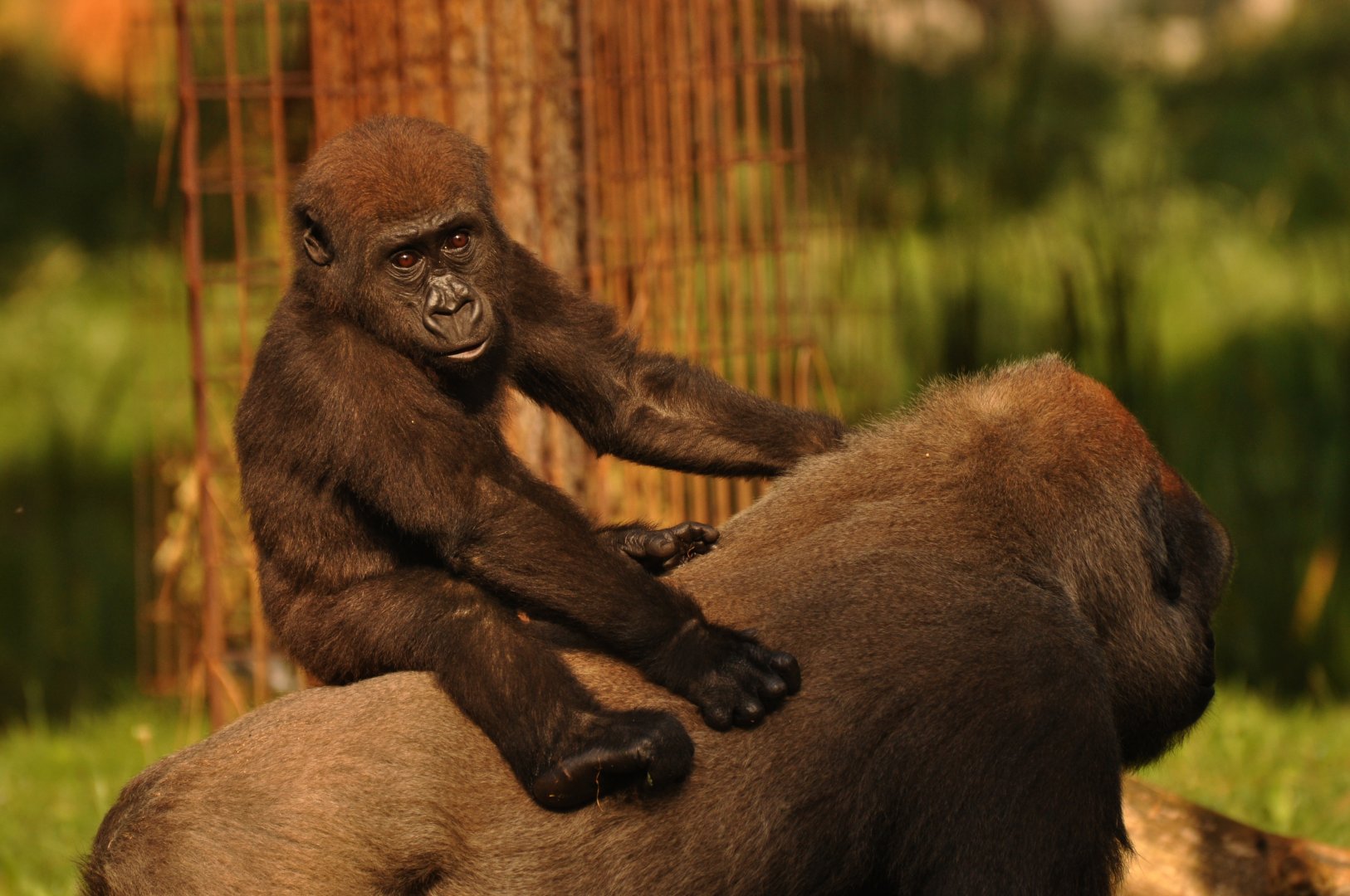 Western gorilla (Gorilla gorilla)