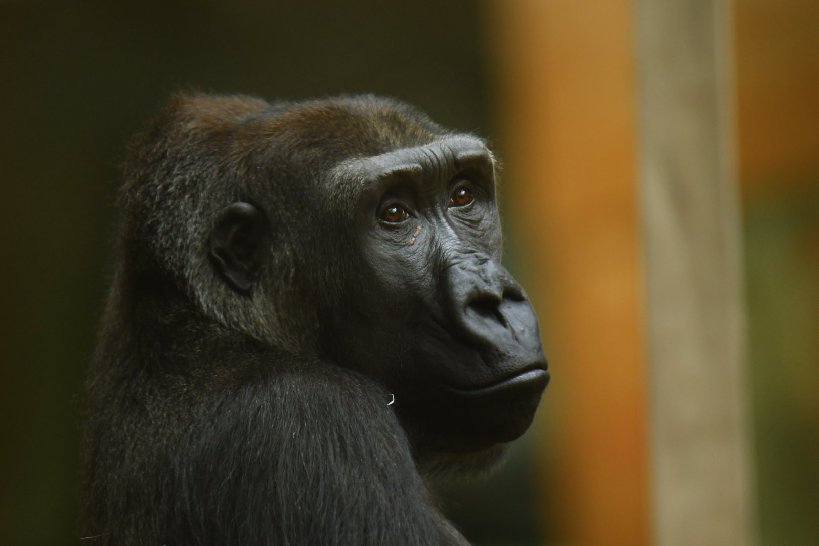 Western gorilla (Gorilla gorilla)