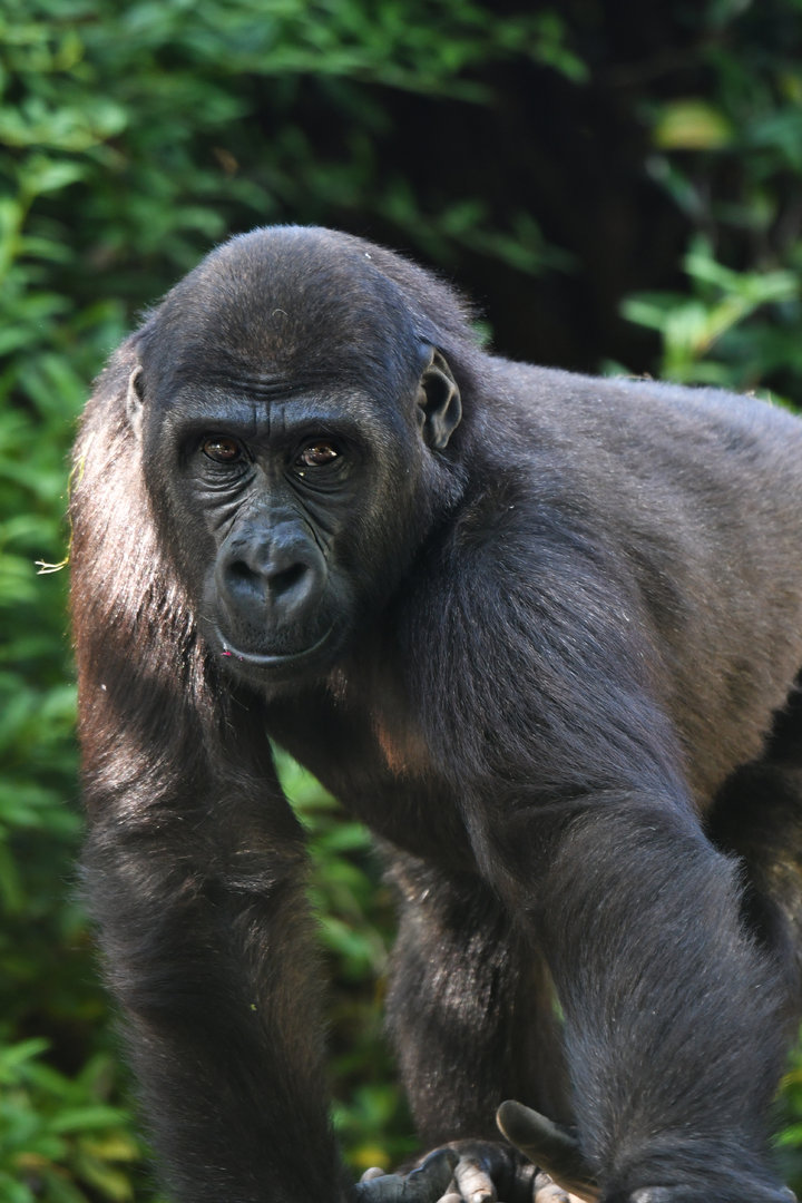 Western gorilla Gorilla gorilla